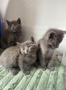 Rue - Russian Blue Kitten For Sale - Riverside&comma; CA&comma; US