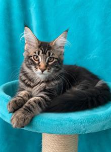 Boy V37 - Maine Coon Kitten For Sale - Millingport&comma; NC&comma; US