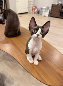 Blk n white boy - Devon Rex Kitten For Sale - Fontana, CA, US Blk n white boy - Devon Rex Kitten For Sale - Fontana, CA, US