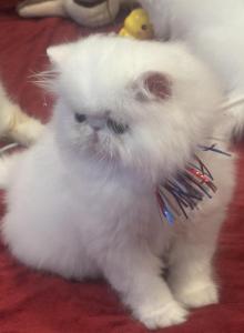 CH RW PkCatilac Prriscilla of Elvis KItkat - Persian Kitten For Sale - Peoria&comma; AZ&comma; US