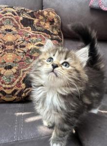 Skye - Siberian Kitten For Sale - Lynnfield&comma; MA&comma; US