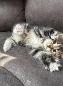 Skye - Siberian Kitten For Sale - Lynnfield, MA, US Skye - Siberian Kitten For Sale - Lynnfield, MA, US