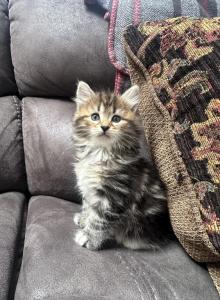 Skye - Siberian Kitten For Sale - Lynnfield, MA, US Skye - Siberian Kitten For Sale - Lynnfield, MA, US
