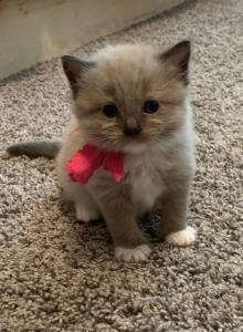 Seal Mink Female mitted 1 - Ragdoll Kitten For Sale - Amarillo&comma; TX&comma; US