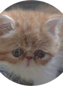 Creamsicle - Persian Kitten For Adoption - Leesport, PA, US Creamsicle - Persian Kitten For Adoption - Leesport, PA, US