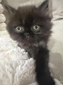 Toffee - Persian Kitten For Sale - Goodyear&comma; AZ&comma; US