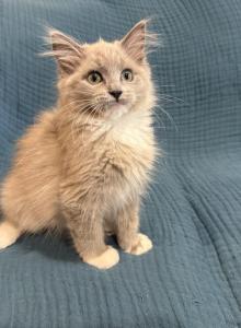 Belle - Ragdoll Kitten For Sale - Ozark, MO, US Belle - Ragdoll Kitten For Sale - Ozark, MO, US