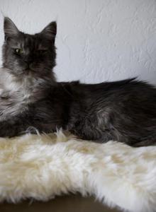 Chentia - Maine Coon Cat For Sale - McArthur, CA, US Chentia - Maine Coon Cat For Sale - McArthur, CA, US