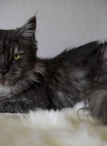 Chentia - Maine Coon Cat For Sale - McArthur, CA, US Chentia - Maine Coon Cat For Sale - McArthur, CA, US
