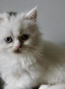 Ivy - Minuet Kitten For Sale - Capon Bridge&comma; WV&comma; US