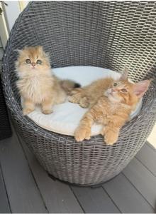 Orange Polydactyl Maine Coon - Maine Coon Kitten For Sale - Reisterstown, MD, US Orange Polydactyl Maine Coon - Maine Coon Kitten For Sale - Reisterstown, MD, US