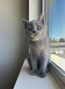 Simba - Scottish Straight Kitten For Sale - Sandy, OR, US Simba - Scottish Straight Kitten For Sale - Sandy, OR, US