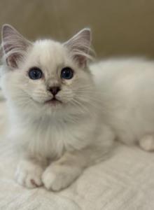 Felix - Domestic Kitten For Adoption - Cleveld, TN, US Felix - Domestic Kitten For Adoption - Cleveld, TN, US
