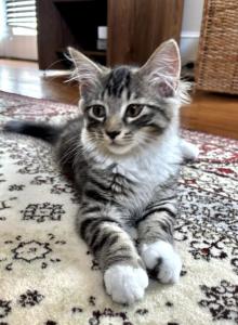 Cloud - Maine Coon Kitten For Sale - GA, US Cloud - Maine Coon Kitten For Sale - GA, US