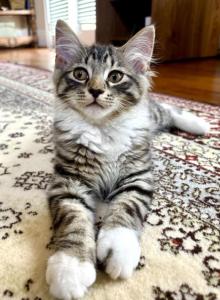 Cloud - Maine Coon Kitten For Sale - GA, US Cloud - Maine Coon Kitten For Sale - GA, US