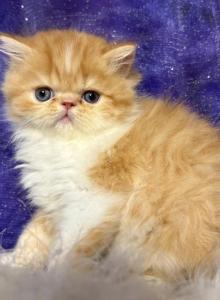 Emmett - Persian Kitten For Sale - Caldwell, OH, US Emmett - Persian Kitten For Sale - Caldwell, OH, US