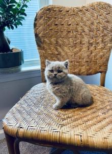 Ophelia - British Shorthair Kitten For Sale - Charlotte, NC, US Ophelia - British Shorthair Kitten For Sale - Charlotte, NC, US