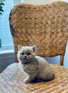 Ophelia - British Shorthair Kitten For Sale - Charlotte, NC, US Ophelia - British Shorthair Kitten For Sale - Charlotte, NC, US