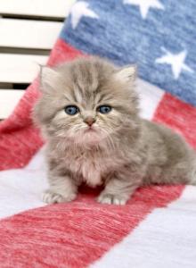 Waverly - Persian Kitten For Sale - Pensacola, FL, US Waverly - Persian Kitten For Sale - Pensacola, FL, US