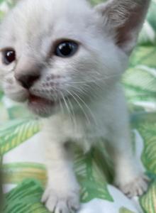 Purebred Siamese female kitten Lilac Point - Siamese Kitten For Adoption - NJ, US Purebred Siamese female kitten Lilac Point - Siamese Kitten For Adoption - NJ, US