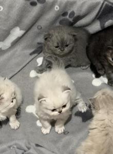 Willows litter - Persian Kitten For Sale - Spruce Pine, NC, US Willows litter - Persian Kitten For Sale - Spruce Pine, NC, US
