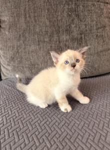 Milkshake - Ragdoll Kitten For Adoption - Stanwood, WA, US Milkshake - Ragdoll Kitten For Adoption - Stanwood, WA, US