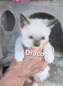 Draco - Snowshoe Kitten For Sale - Anza, CA, US Draco - Snowshoe Kitten For Sale - Anza, CA, US