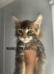 Marigold - Maine Coon Kitten For Sale - Rainier, OR, US Marigold - Maine Coon Kitten For Sale - Rainier, OR, US
