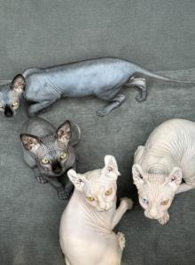 Sphynx Kittens - Sphynx Kitten For Sale - Raleigh, NC, US Sphynx Kittens - Sphynx Kitten For Sale - Raleigh, NC, US