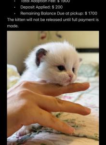 Jade - Ragdoll Kitten For Sale - Monrovia, CA, US Jade - Ragdoll Kitten For Sale - Monrovia, CA, US