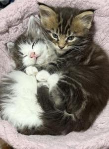 Keeley litter - Maine Coon Kitten For Sale - Chickamauga, GA, US Keeley litter - Maine Coon Kitten For Sale - Chickamauga, GA, US