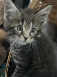 Lawrence of Donnelly - Maine Coon Kitten For Sale - Port Clinton&comma; OH&comma; US