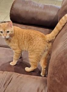 Cat Stevesn - Domestic Cat For Adoption - N Brunswick, NJ, US Cat Stevesn - Domestic Cat For Adoption - N Brunswick, NJ, US