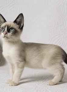 Male Snow shoe Siamese - Siamese Kitten For Sale - Terrell, TX, US Male Snow shoe Siamese - Siamese Kitten For Sale - Terrell, TX, US