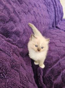 Seal Mink Ragdoll - Ragdoll Kitten For Sale - Jacksonville, NC, US Seal Mink Ragdoll - Ragdoll Kitten For Sale - Jacksonville, NC, US