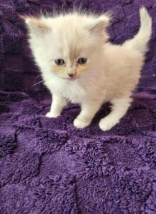 Tortie mitted Ragdoll - Ragdoll Kitten For Sale - Jacksonville&comma; NC&comma; US