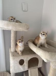 Scottish folds - Scottish Fold Kitten For Sale - Whitesboro, NY, US Scottish folds - Scottish Fold Kitten For Sale - Whitesboro, NY, US