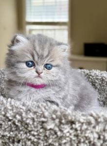 Waverly - Persian Kitten For Sale - Pensacola, FL, US Waverly - Persian Kitten For Sale - Pensacola, FL, US