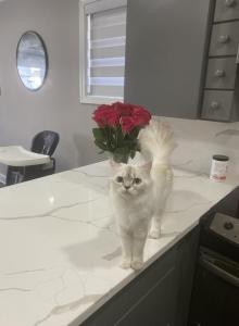 Snow - Ragdoll Cat For Sale - Dearborn, MI, US Snow - Ragdoll Cat For Sale - Dearborn, MI, US