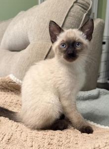 Usopp - Siamese Kitten For Sale - Wilmington, OH, US Usopp - Siamese Kitten For Sale - Wilmington, OH, US