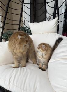Golden longhair Scottish fold - Scottish Fold Kitten For Sale - Celebration, FL, US Golden longhair Scottish fold - Scottish Fold Kitten For Sale - Celebration, FL, US