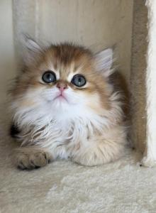 British Longhair Golden Girl - British Shorthair Kitten For Sale - Aliso Viejo, CA, US British Longhair Golden Girl - British Shorthair Kitten For Sale - Aliso Viejo, CA, US
