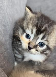 Calico Munchkin Cali - Munchkin Kitten For Sale - Denver&comma; CO&comma; US