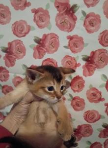 Ruddy Dancing Junebug - Abyssinian Kitten For Sale - Plymouth&comma; WI&comma; US