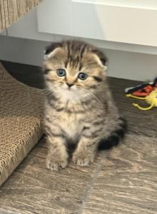 Lovey Female Scottish Fold - Scottish Fold Kitten For Sale - Tampa, FL, US Lovey Female Scottish Fold - Scottish Fold Kitten For Sale - Tampa, FL, US