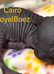 The Enchanted Litter - Sphynx Kitten For Sale - Sidney, NE, US The Enchanted Litter - Sphynx Kitten For Sale - Sidney, NE, US