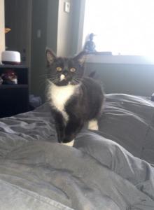Himayalan Russian Blue Mix - Domestic Kitten For Sale - Chicago, IL, US Himayalan Russian Blue Mix - Domestic Kitten For Sale - Chicago, IL, US
