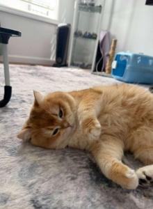 Peach - British Shorthair Cat For Sale - Manhattan&comma; NY&comma; US