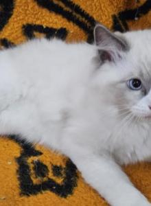 Dale - Ragdoll Kitten For Sale - Amherst, NY, US Dale - Ragdoll Kitten For Sale - Amherst, NY, US