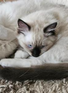 Dennis - Ragdoll Kitten For Sale - Amherst&comma; NY&comma; US